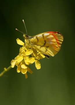 Image of Moroccan Orange Tip