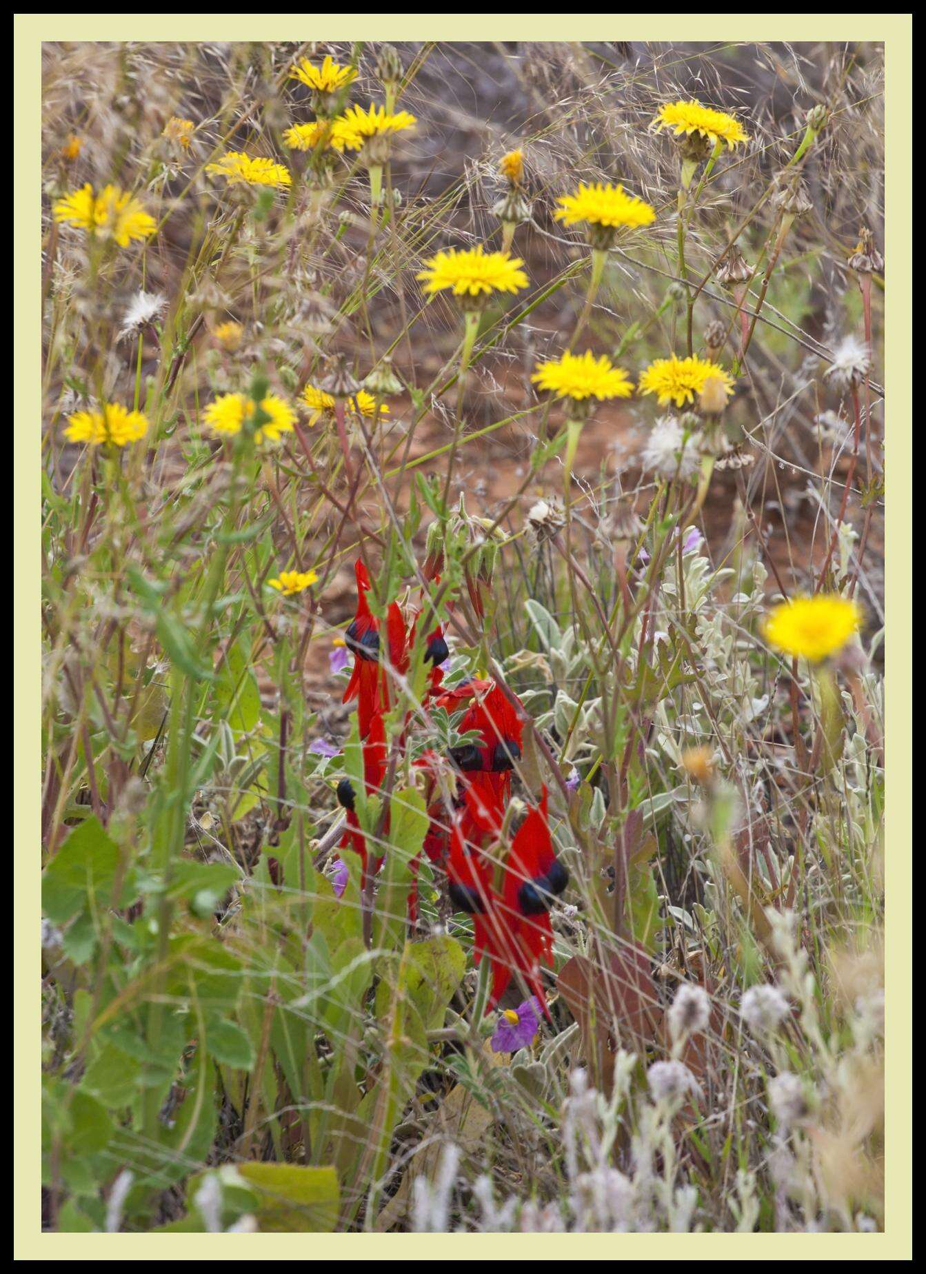 Plancia ëd Swainsona formosa (G. Don) J. Thompson