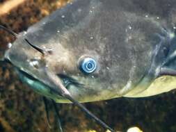 Image of Black Bullhead