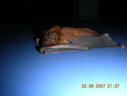 Image of Asiatic Lesser Yellow House Bat