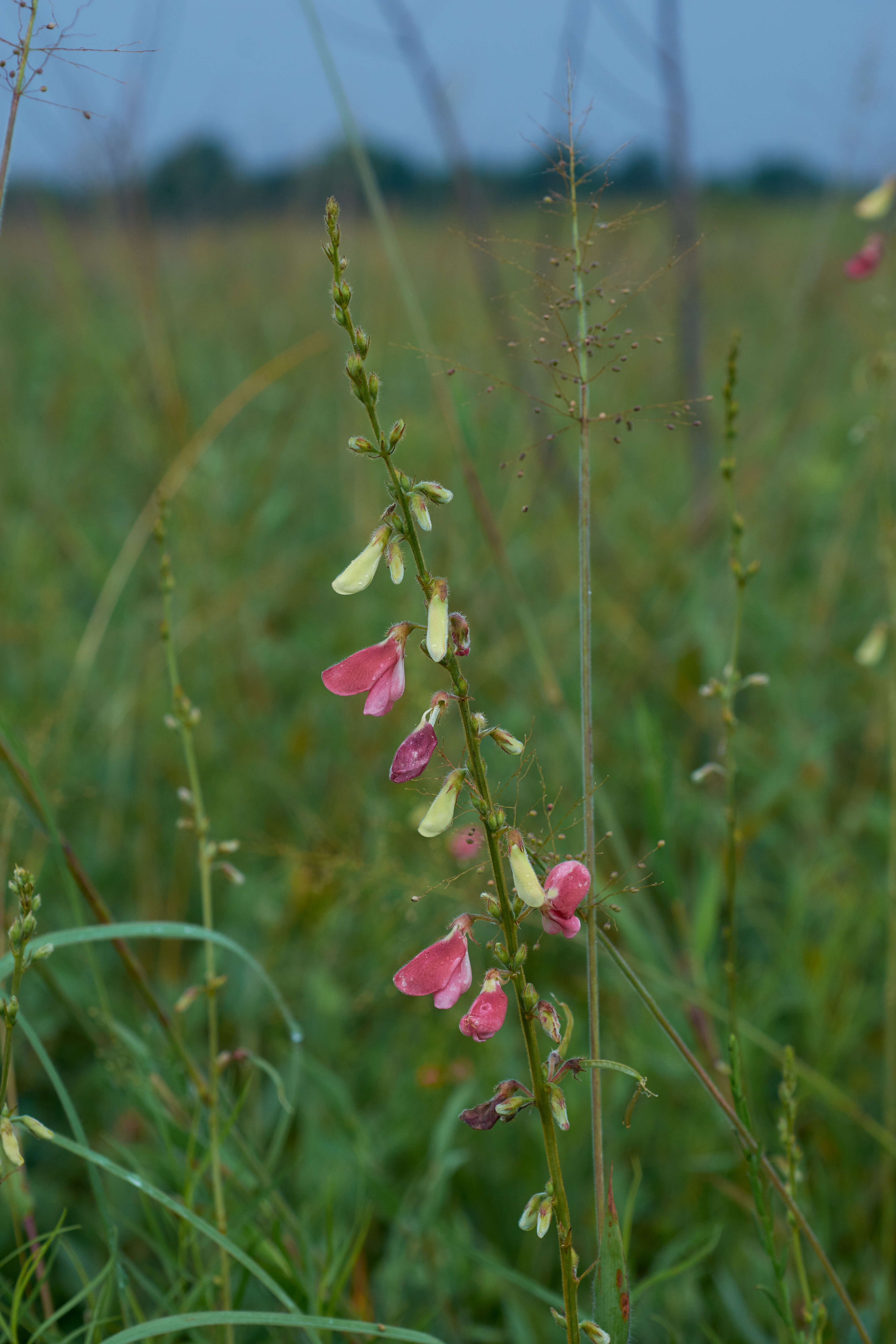 Tephrosia onobrychoides Nutt.的圖片