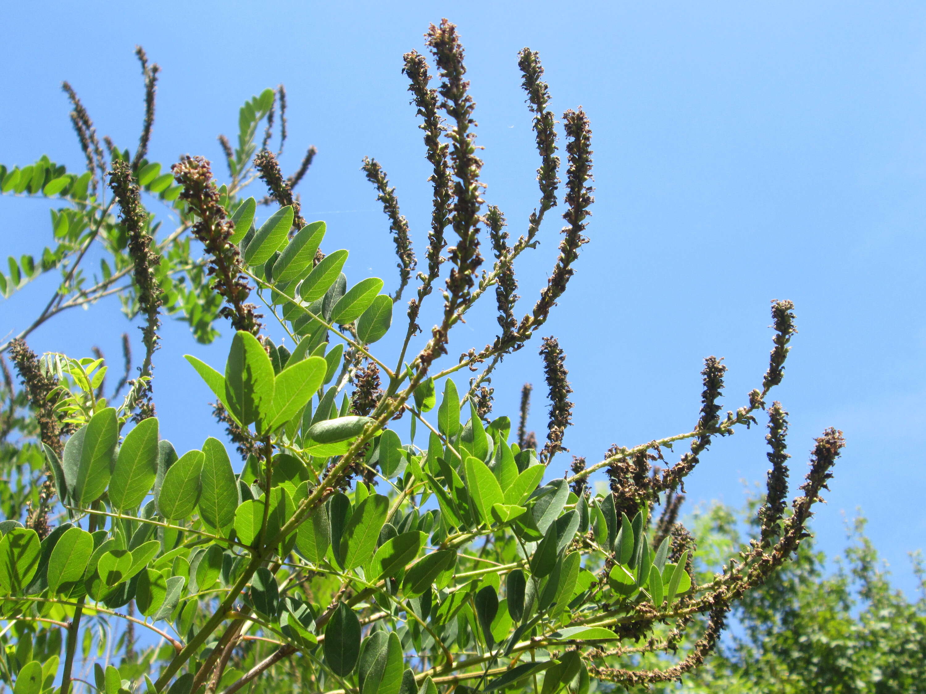 Image of desert false indigo