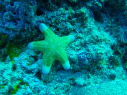 Image of cushion stars