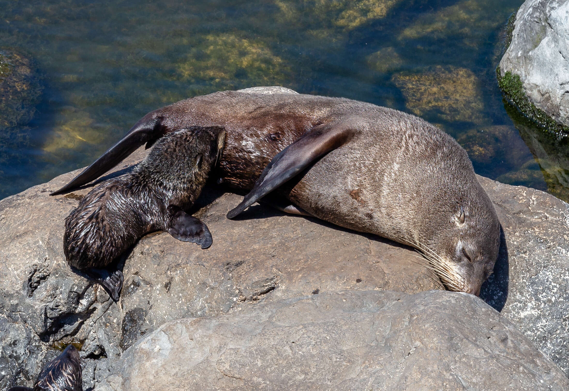 Image of Antipodean Fur Seal