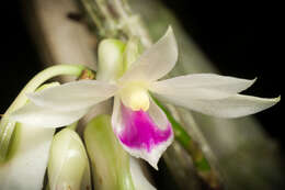 Imagem de Dendrobium amethystoglossum Rchb. fil.