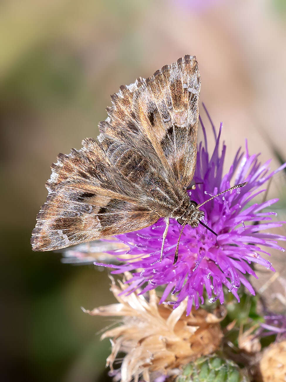 Image of Mallow Skipper