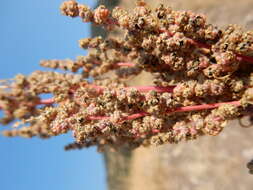 Image of pitseed goosefoot