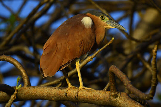 Image of Nankeen Night Heron