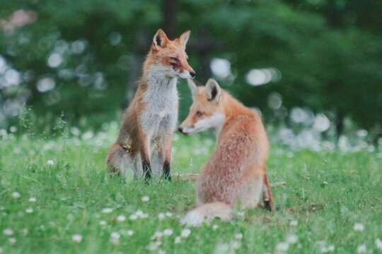 Image of Vulpes vulpes schrencki Kishida 1924