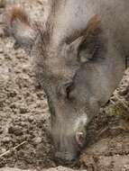 Imagem de Sus scrofa scrofa Linnaeus 1758