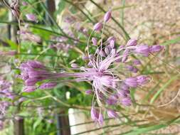 Allium cyathophorum Bureau & Franch. resmi