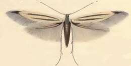 Image of Coleophora chalcogrammella Zeller 1839