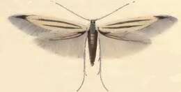 Imagem de Coleophora chalcogrammella Zeller 1839