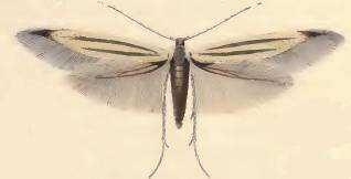 Imagem de Coleophora chalcogrammella Zeller 1839