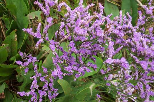 Image of Mediterranean sea lavender