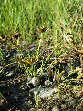 Image of Yellow Flat Sedge