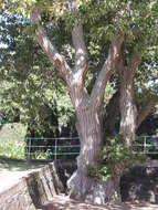 Image of Galcham oak