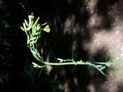 Слика од Lactuca quercina L.