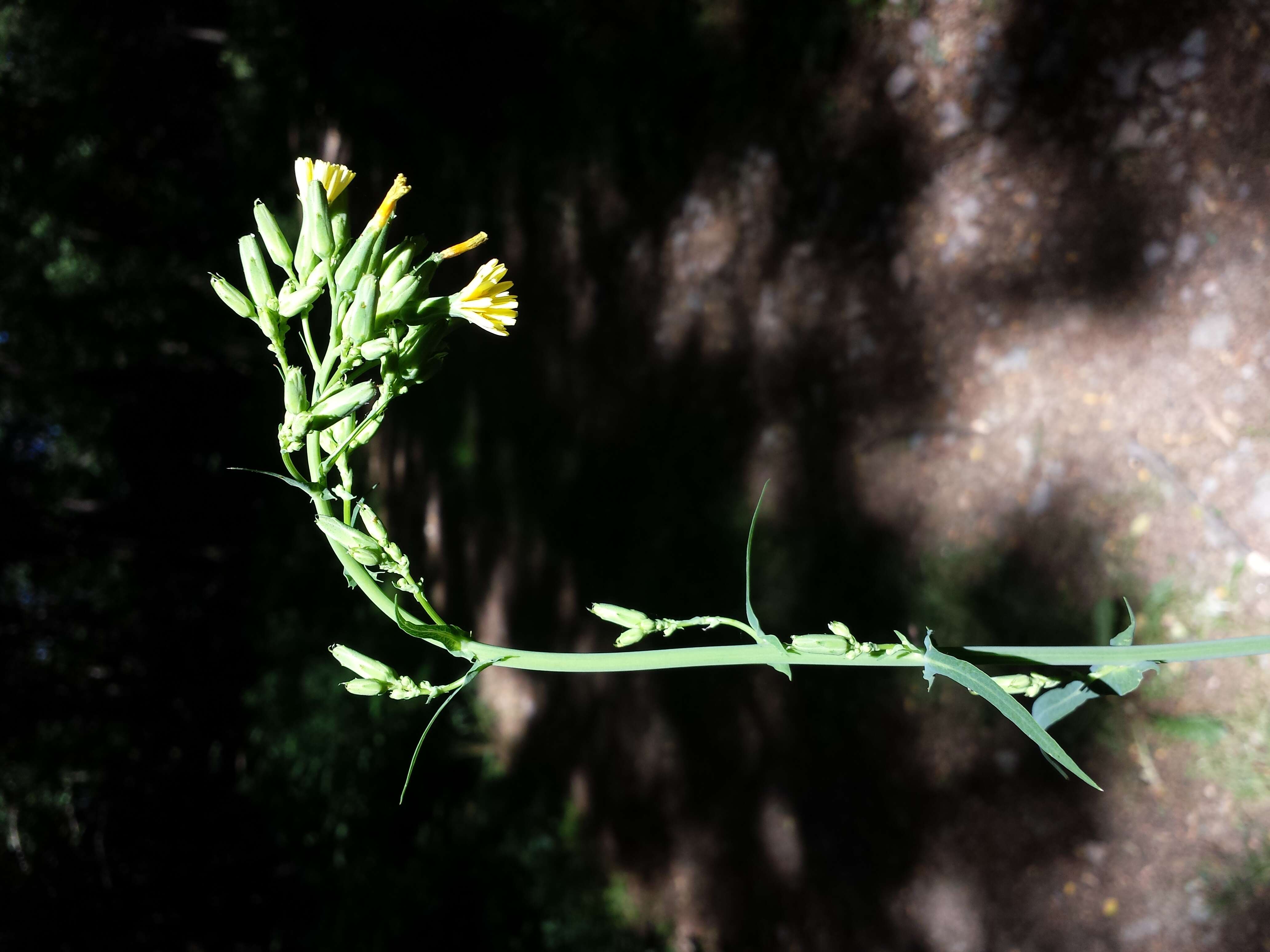 Image of Lactuca quercina L.