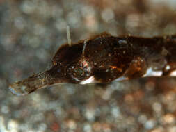 Image of Saw pipefish