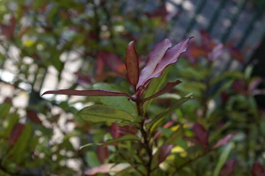 Image of Pseudowintera colorata (Raoul) Dandy