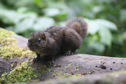 Image of Asian striped ground squirrel