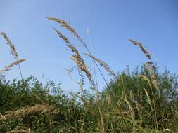 Imagem de Calamagrostis epigejos (L.) Roth