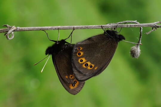 Image of woodland ringlet