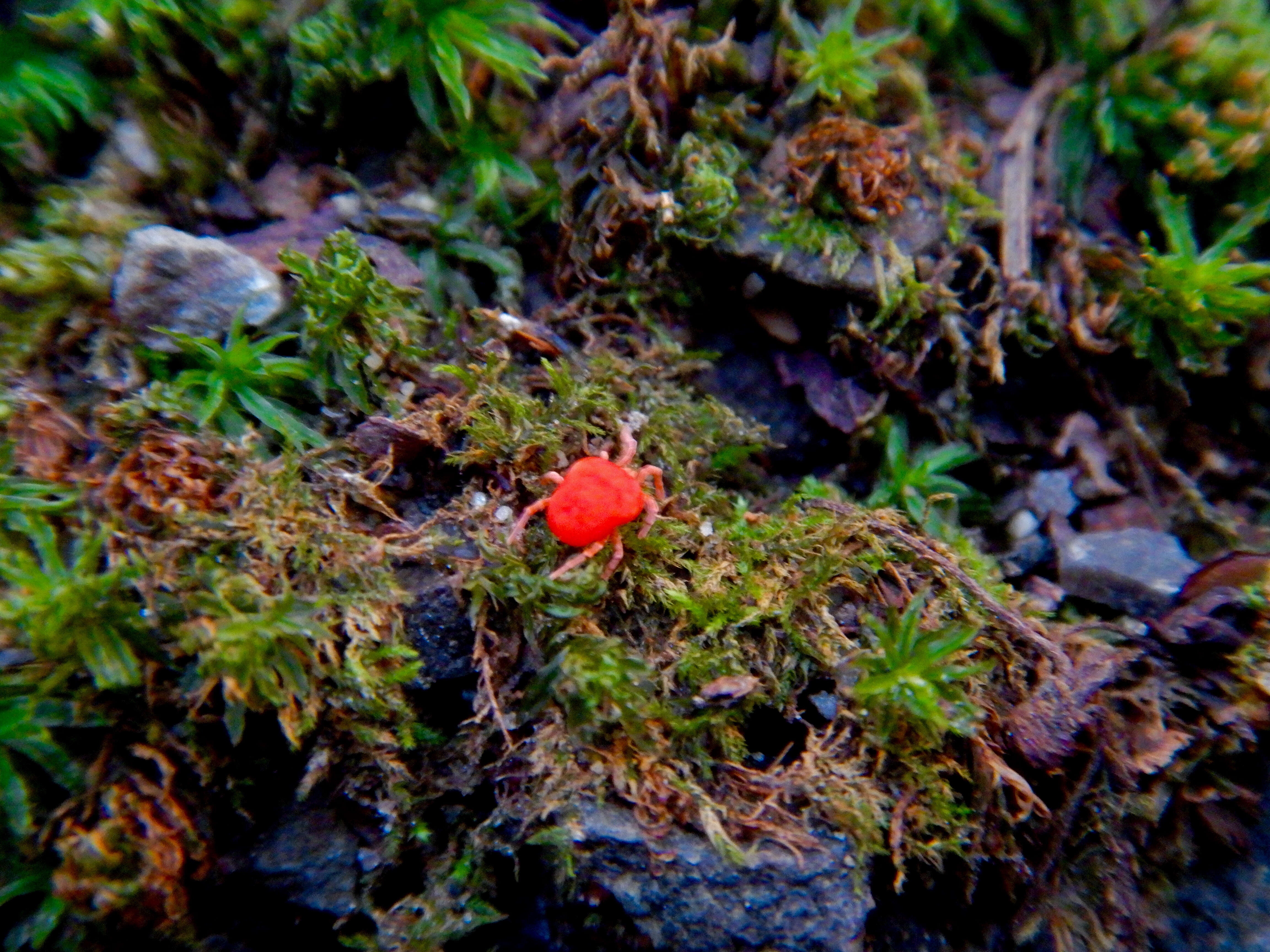 Image of Trombidium holosericeum