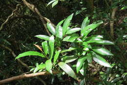 Image de Campylospermum serratum (Gaertn.) V. Bittrich & M. C. E. Amaral