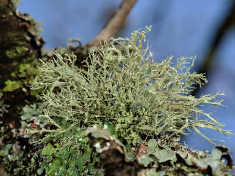 Image of farinose cartilage lichen