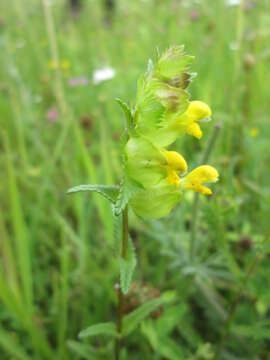 Image of Yellow rattle