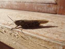 Image of egyptian grasshopper, tree locust