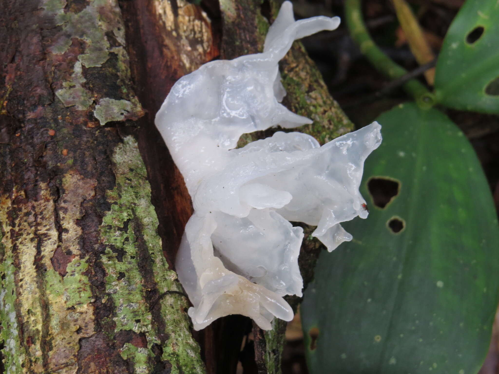 Image of snow fungus