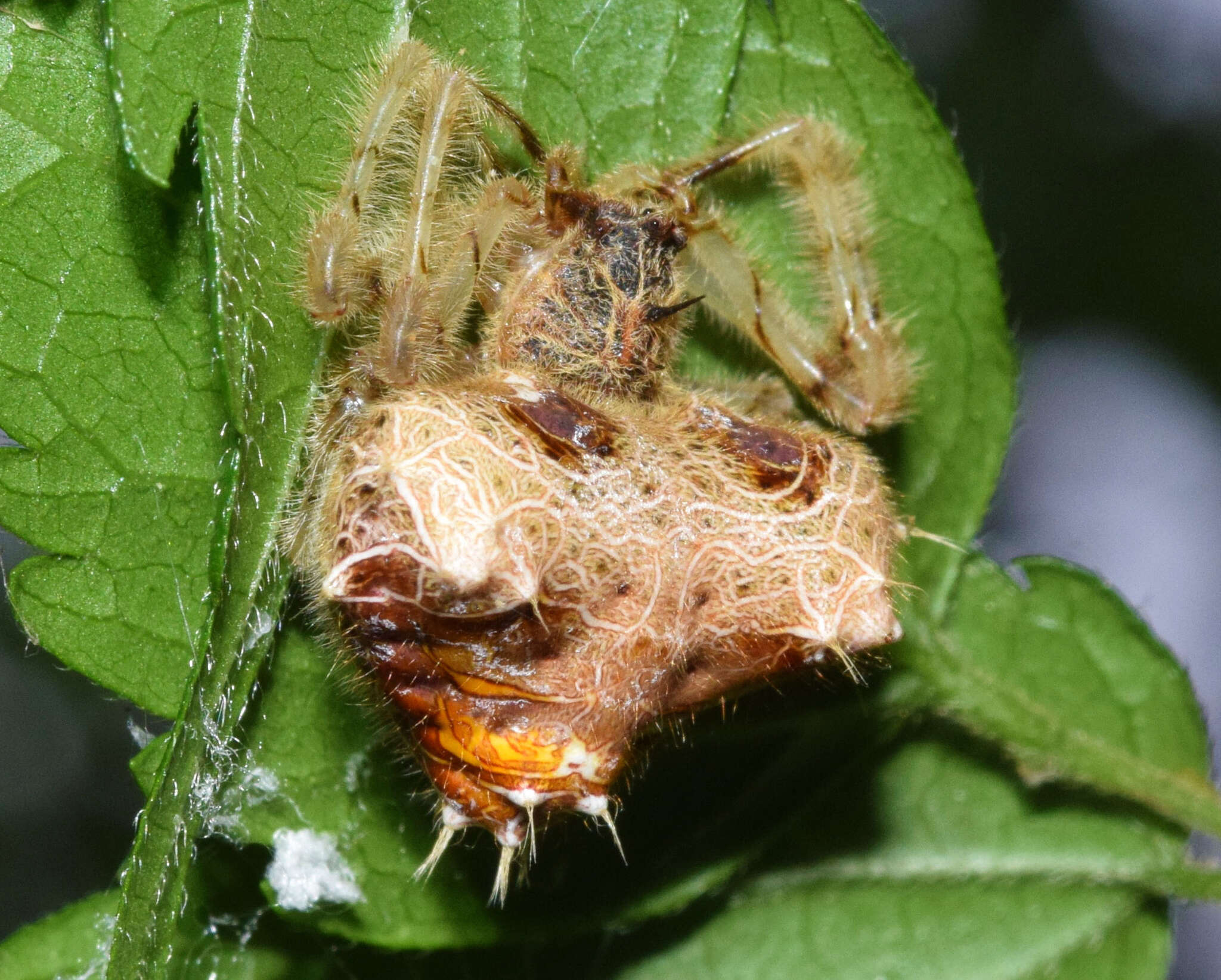 Image of Cladomelea debeeri Roff & Dippenaar-Schoeman 2004