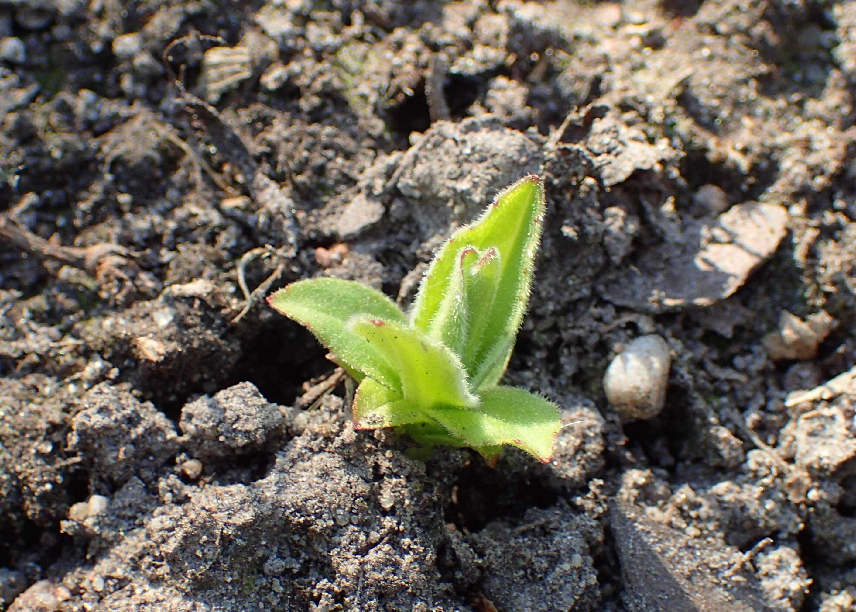 Image of mountain arnica