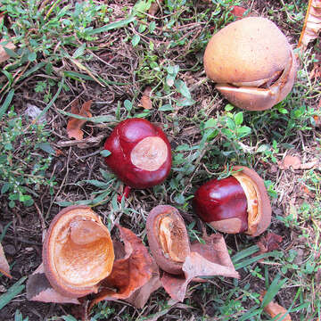 Image of red horse-chestnut