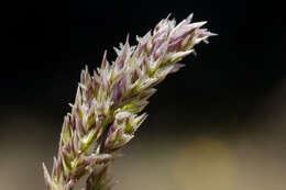 Image de Poa fendleriana (Steud.) Vasey