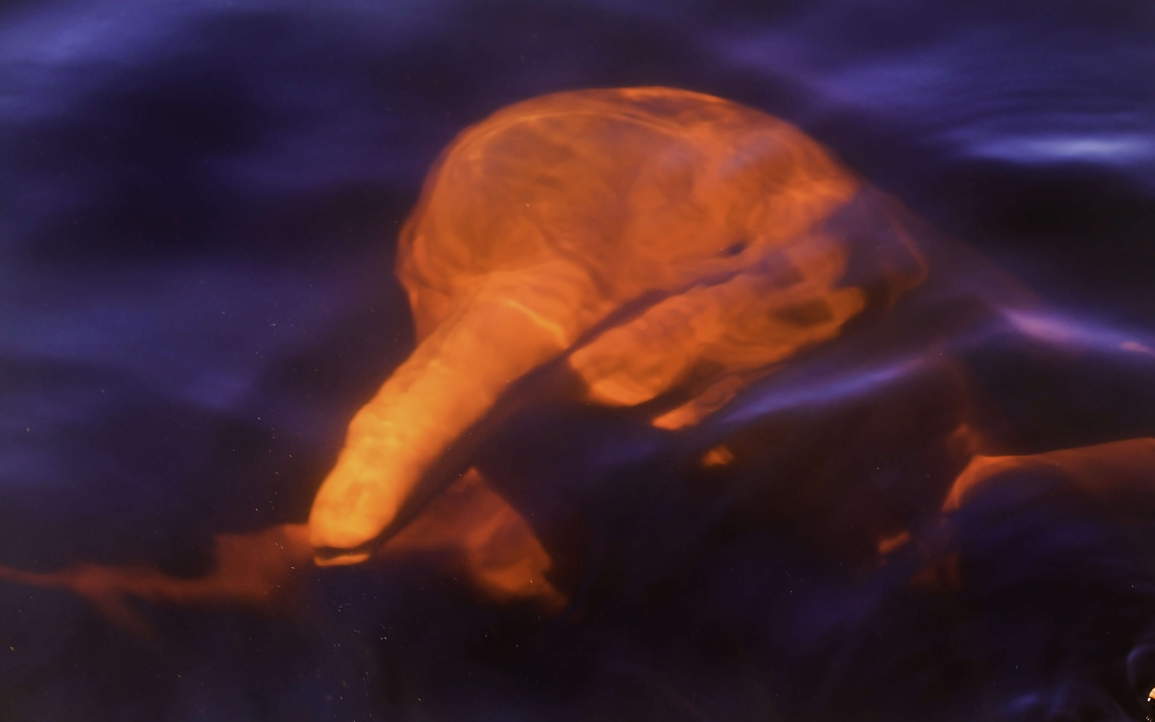 Image of river dolphins