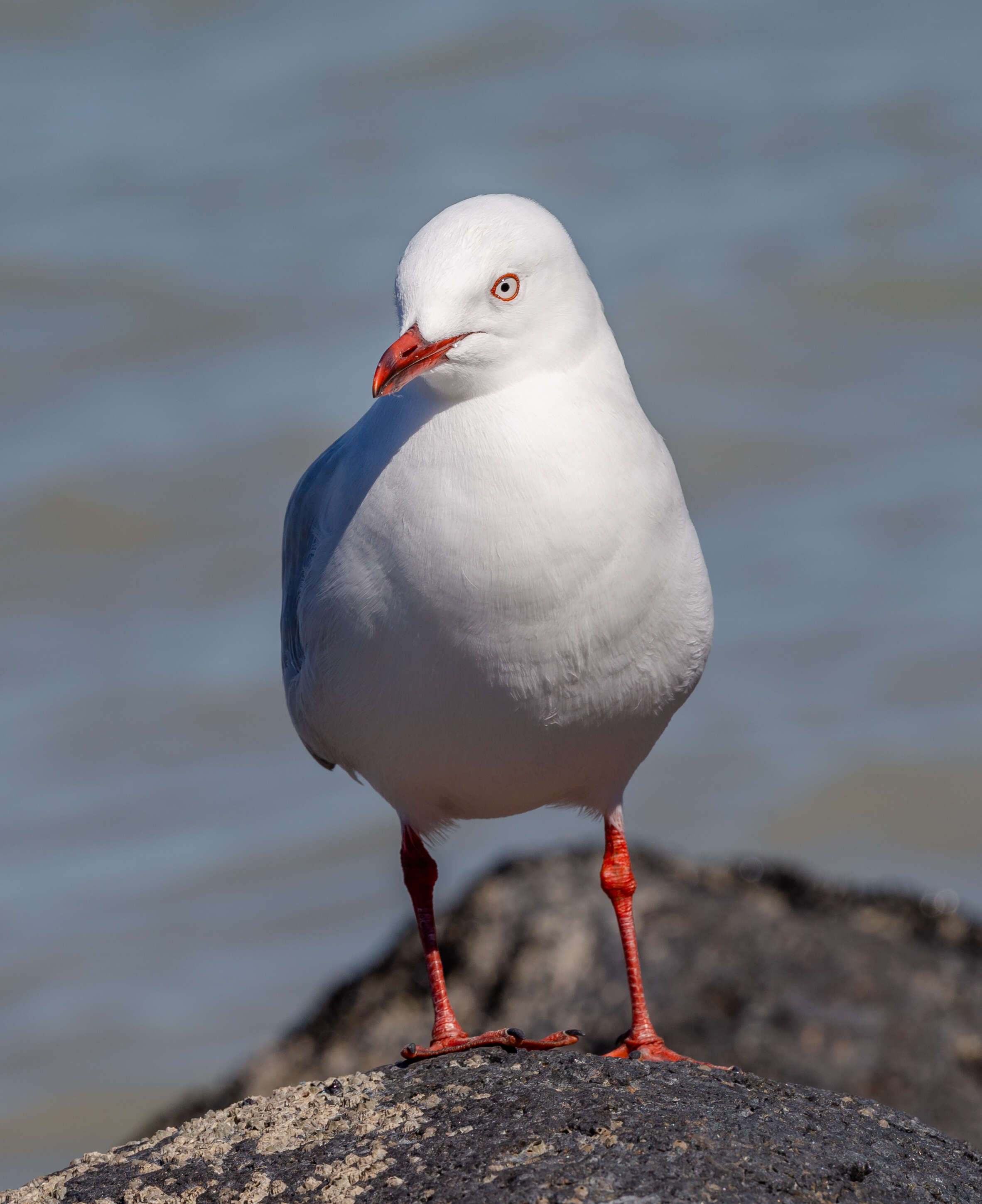 Image of Red-billed gull