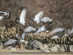 Image of Hill Pigeon