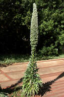 Слика од Echium simplex DC.