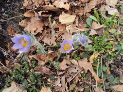 Imagem de Pulsatilla vulgaris Miller