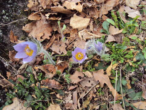 Image of European pasqueflower