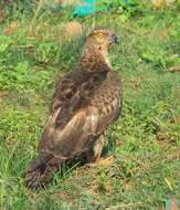 Image of Crested Honey Buzzard