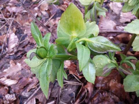 Image of Green Hellebore