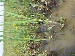 Image of bog yellowcress