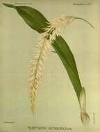 Image of Hay-scented orchid