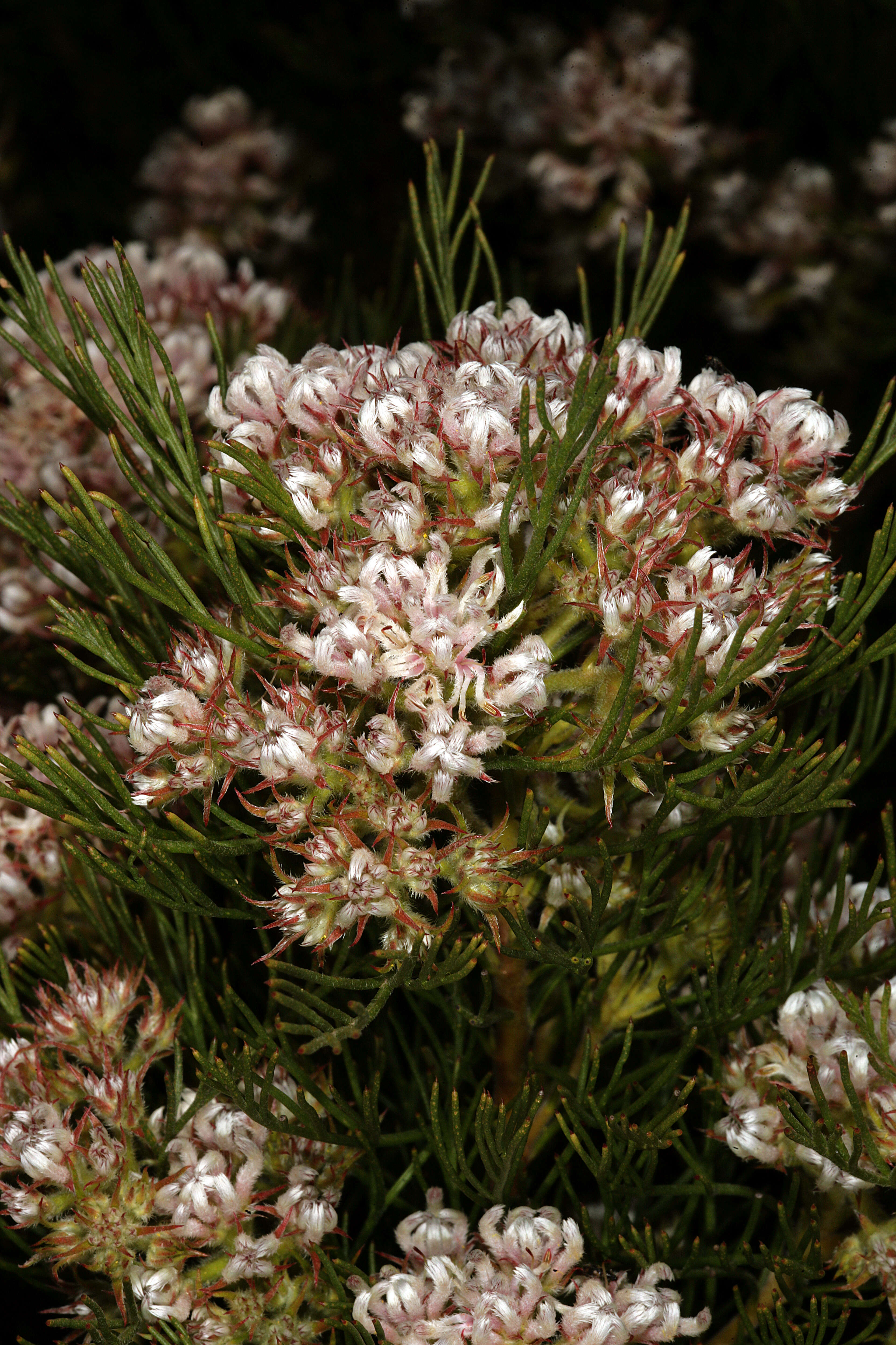 Image of Sandveld spiderhead