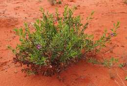 Image of Eremophila willsii F. Muell.